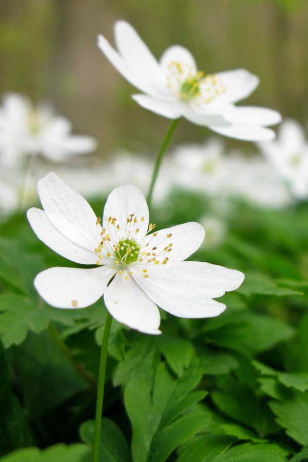 450 Kroner To Usd 450 Kroner To Usd